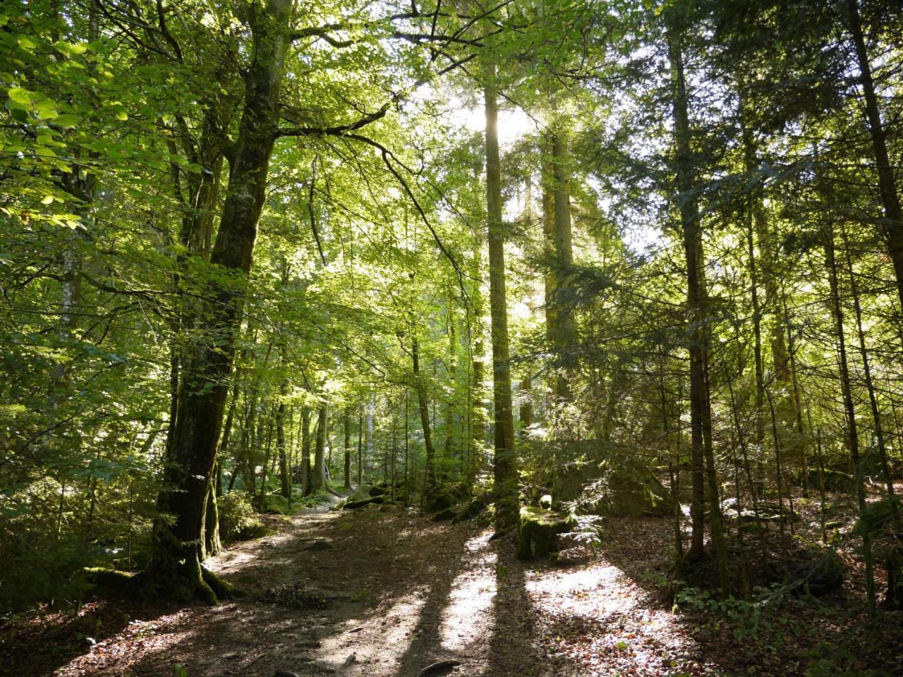 Fewo Kedo Neukirchen vorm Wald Exterior foto